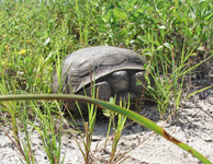 Gopher Tortoise