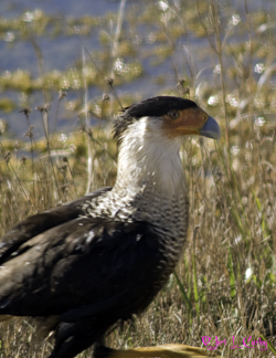 Caracara, a Threatened Species. The national symbol of Mexico gets his named from its breeding season call. Once a common resident in the prairie region of central Florida, the crested caracara is now threatened in Florida. An extremely opportunistic feeder, the crested caracara eats both carrion and living prey.