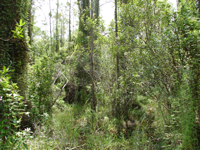 Chinese Climbing Fern found in Wetlands