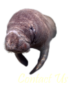 Manatee is an Endantered Species