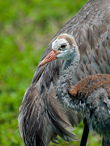Sandhill Crane