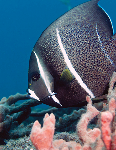 Angelfish