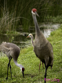 Sandhill Crane nest in Wetlands