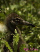 Baby Limpkin