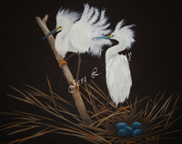 Snowy Egrets