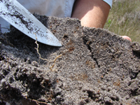 Wetland Soils