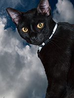 Black Cat