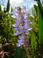 Pickerelweed