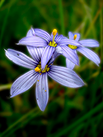 Wildflowers