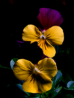 Pansy