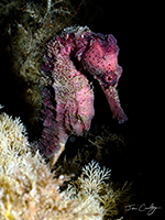 Seahorse