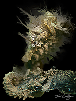 Seahorse