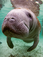 Manatee