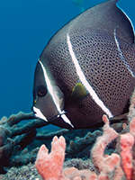 Juvenile Angelfish