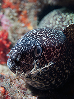 Spotted Eel