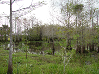 Wetland Hydrology